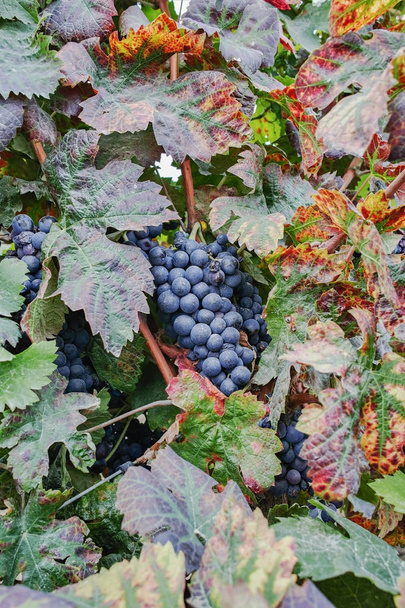 Осінні кольори - червоне вино винограду на піщаному виноградники, Камаргу, Pr - Фото, зображення