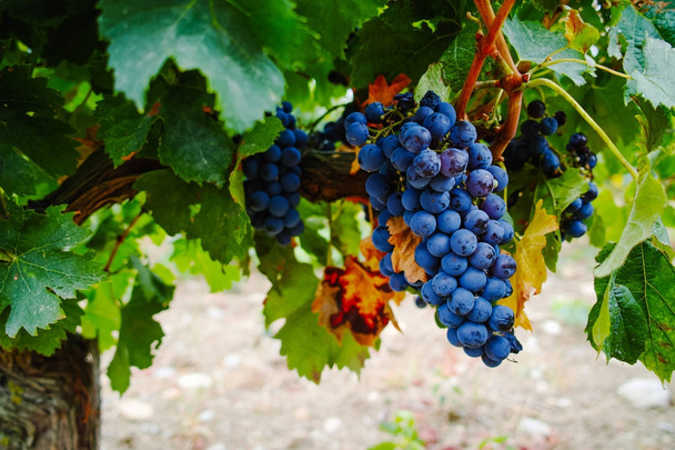 Olgun kırmızı şarap üzüm hasat hazır - Fotoğraf, Görsel