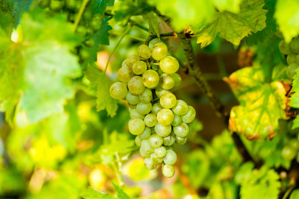 Zralé orgenic bílé vinné révy na vinici připravena ke sklizni a víno productuin - Fotografie, Obrázek