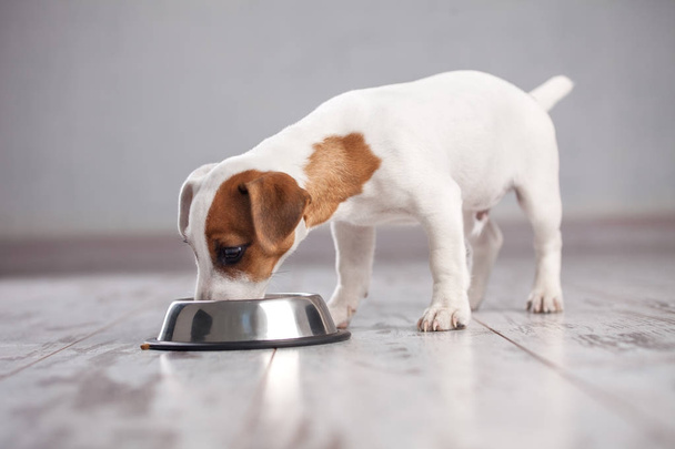 Dog eating food - Foto, afbeelding
