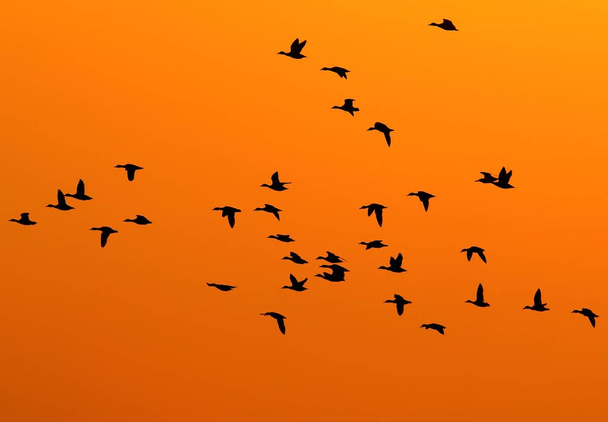 silhouettes of birds backlight... - Photo, Image