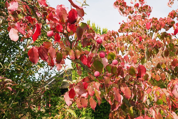 Branche avec de belles couleurs d'automne et fruits rouges
 - Photo, image