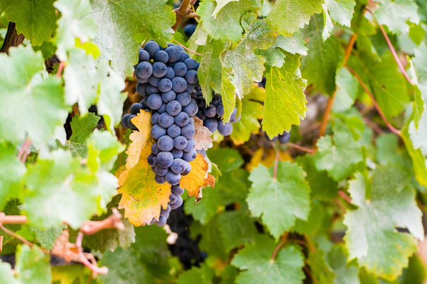 Uva de vinho tinto madura pronta para a colheita
 - Foto, Imagem