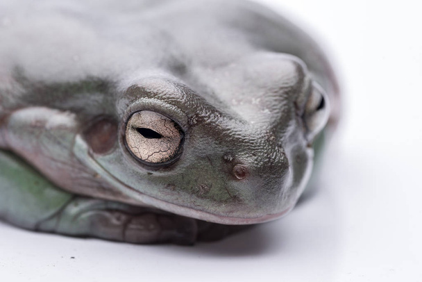 A big, fat Australian Tree Frog, sitting on the ground. Isolated against a pure white background. Focus on the eyes. Room for copy - Photo, Image