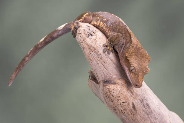 Crested Gecko. Isolated against a muted green background. Focus on the eyes. Room for copy. - Photo, Image