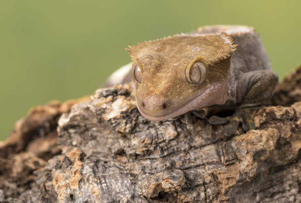 Crested Gecko. Isolated against a muted green background. Focus on the eyes. Room for copy. - Photo, Image