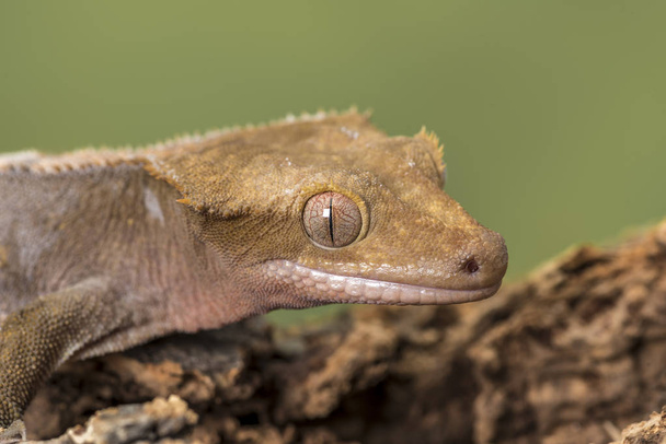 Crested Gecko. Isolato su uno sfondo verde tenue. Concentrati sugli occhi. Camera per copia
. - Foto, immagini