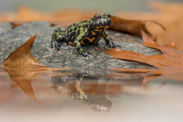 a Fire Bellied Toad, sitting in shallow water, reflecting onto the water. - Photo, Image