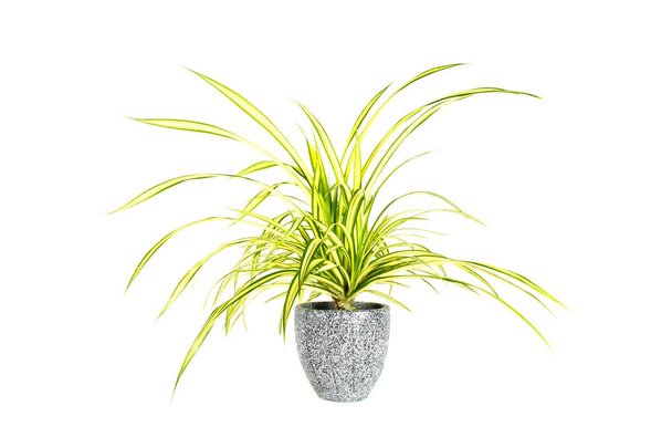 Green potted plant, trees in the pot isolated on white background. - Photo, Image