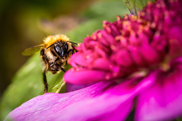 ape che si nutre di fiore - Foto, immagini