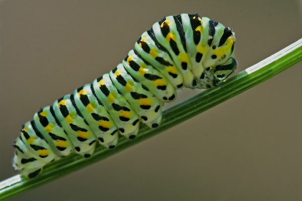 Caterpillar-barna - Fotó, kép