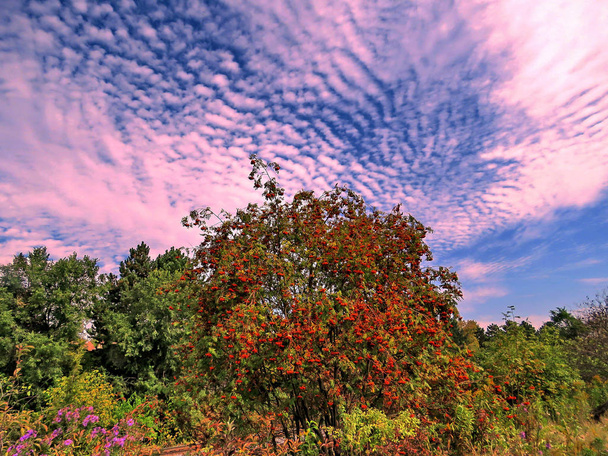 Рованнийское дерево Торнхилла
  - Фото, изображение