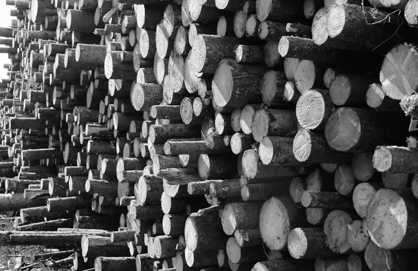Foto en blanco y negro de troncos largos aserrados yacen en la pila
 - Foto, imagen