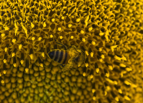 ミツバチは、ひまわりから花粉を収集します。 - 写真・画像