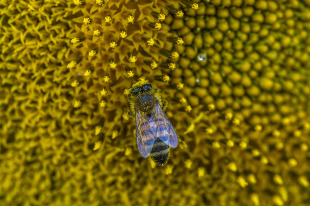 Honeybee raccoglie il polline dal girasole
 - Foto, immagini
