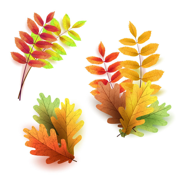 Conjunto de hojas de otoño, aisladas sobre fondo blanco. Rowan árbol, roble
 - Vector, Imagen