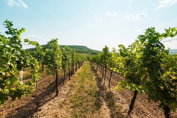 Vineyard near Palava, czech national park, wine agriculture and farming, nature landscape in summer, blue sky - Photo, image