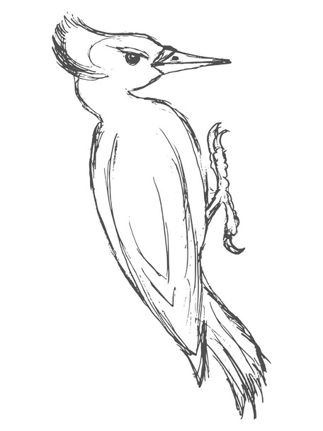 boceto de pájaro carpintero negro
 - Vector, imagen