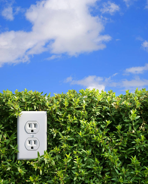 Электрическая розетка на зеленой изгороди
 - Фото, изображение