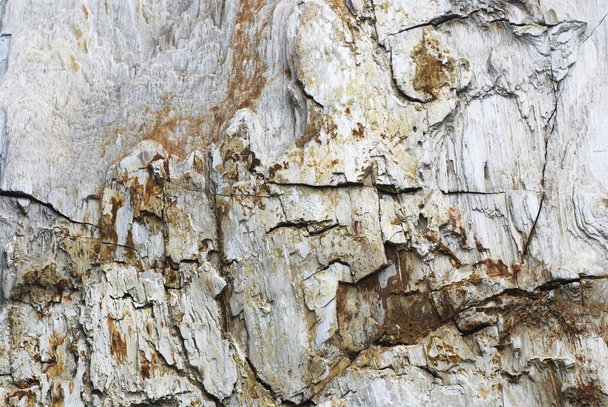 zkamenělé dřevo pozadí - Fotografie, Obrázek