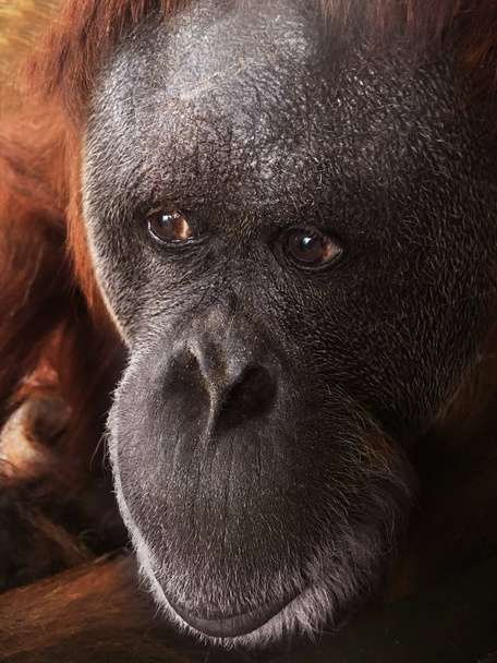 Orangutan lähikuva
 - Valokuva, kuva