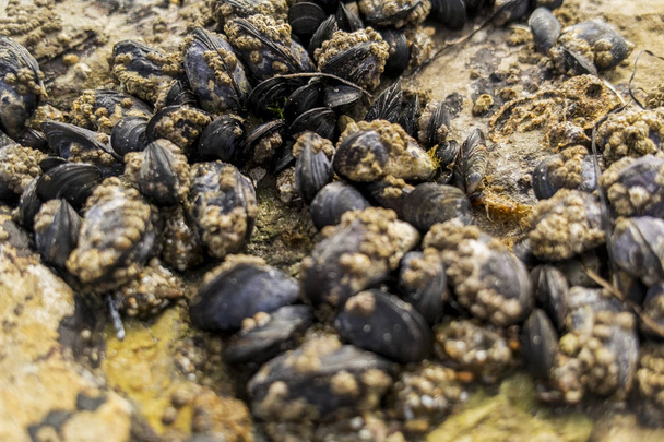 Zwarte zeeschelpen en zeepokken - Foto, afbeelding