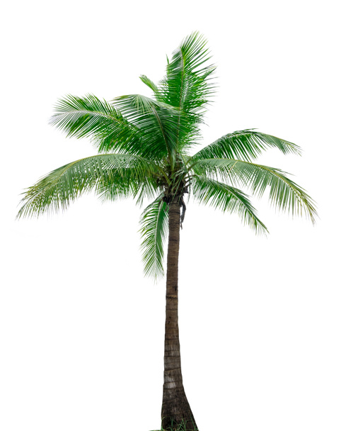 Kokosnoot boom geïsoleerd op een witte achtergrond gebruikt voor reclame decoratieve het platform. Zomer en strand concept, met uitknippad. - Foto, afbeelding