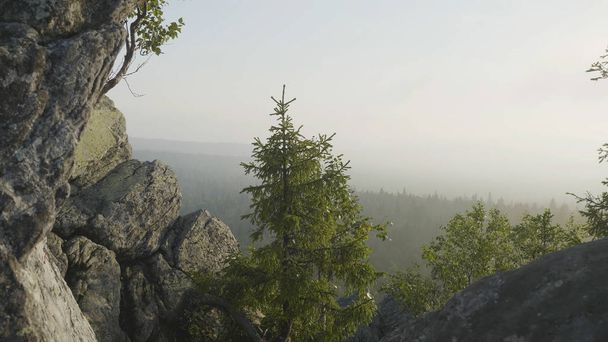 Incredibile vista sulla natura della foresta verde di montagna e albero solitario che cresce su una roccia con il cielo come sfondo. Paesaggio naturale esterno prospettiva. Vista dalle rocce della foresta
 - Foto, immagini