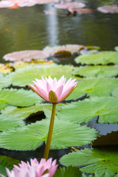 Lotus λουλούδια ανθίζουν στη λίμνη το καλοκαίρι - Φωτογραφία, εικόνα