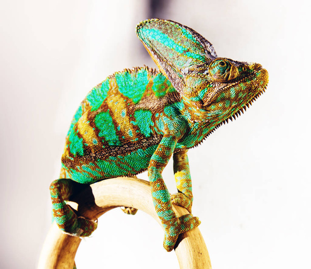  beautiful bright chameleon  - Photo, Image
