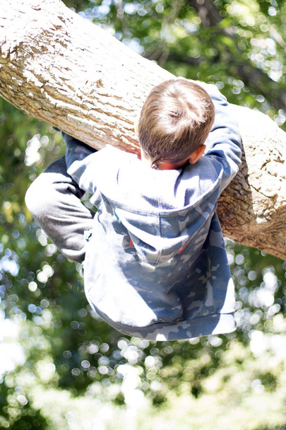the boy on the tree - Foto, imagen