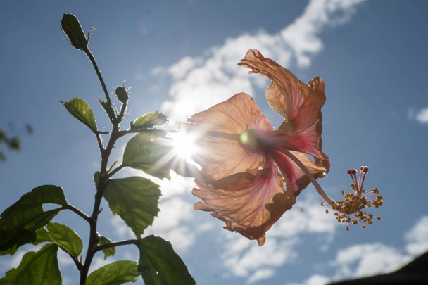 Feu arrière de hibiscus
  - Photo, image