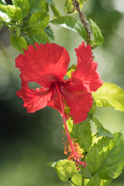 Red hibiscus with bokeh - Photo, Image