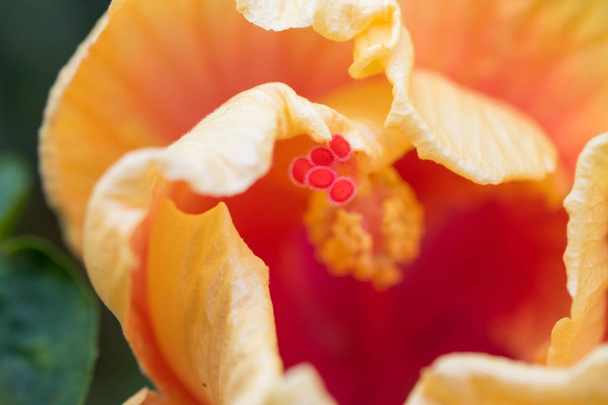 hibiscus orange aux pétales rapprochés
 - Photo, image