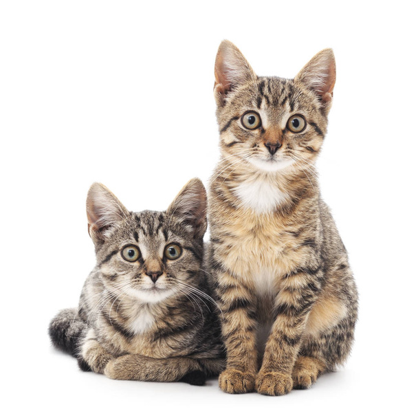 Two little kittens. - Φωτογραφία, εικόνα