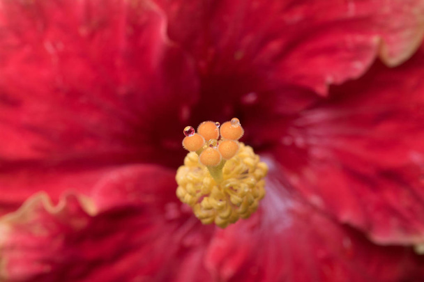 Gouttelette sur stigmate hibiscus rouge
 - Photo, image