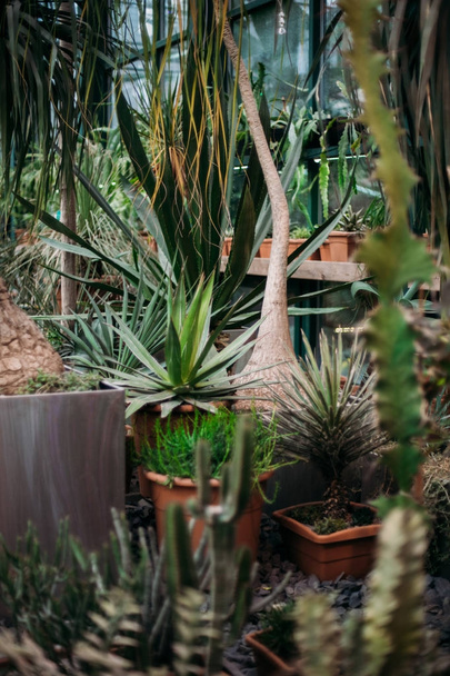 Plants of greenhouse - Φωτογραφία, εικόνα