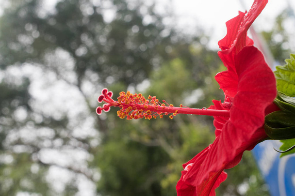 Rode Hibiscus close-up - Foto, afbeelding