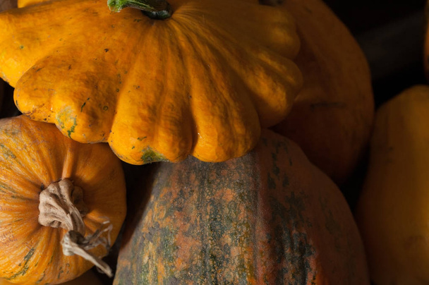 squash and pumpkins - Photo, Image