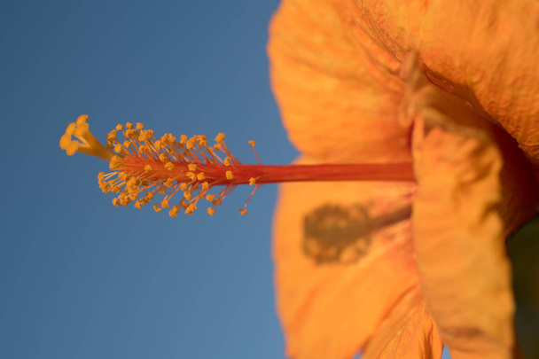Orange hibiscus with blue sky - Photo, Image