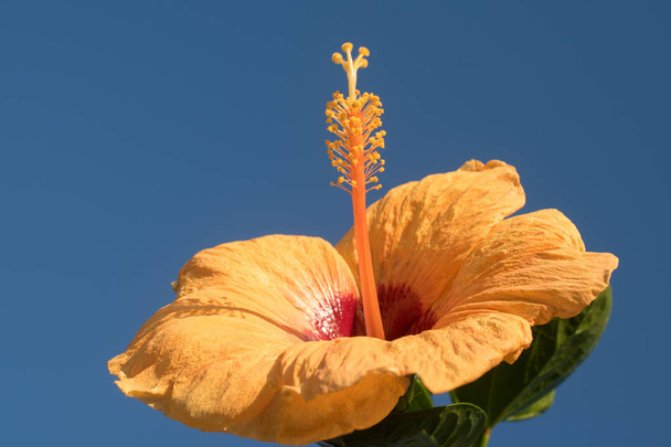 Yellow hibiscus under blue sky - Photo, Image