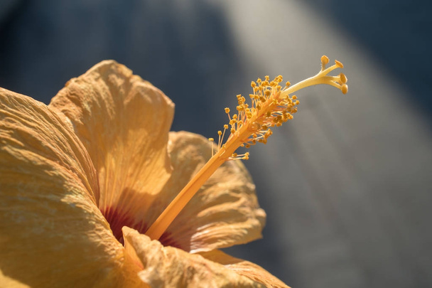 Yellow hibiscus with bokeh lighting at the back. - Photo, Image