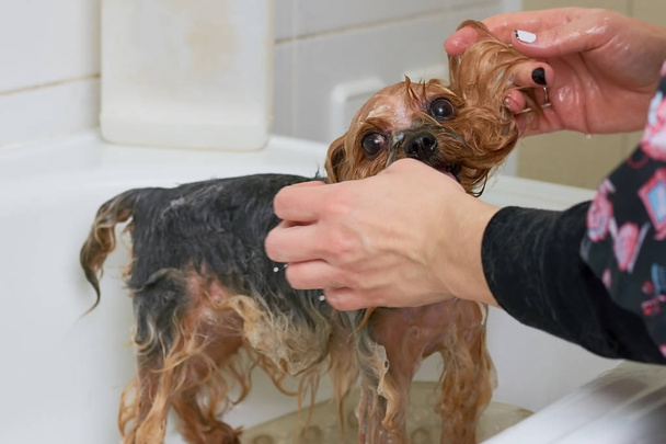 Bir köpek yıkama eller. - Fotoğraf, Görsel