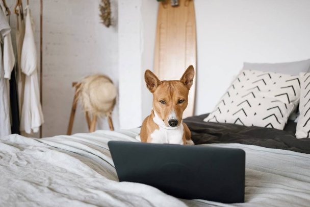 Dog with computer - Foto, afbeelding