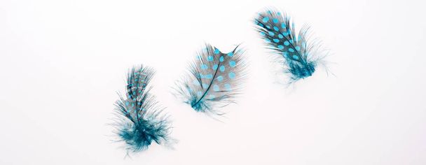 Three blue feathers isolated - Photo, Image