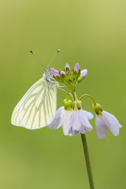 Зеленожильный белый (Pieris napi) бабочка отдыхает и кормит n
 - Фото, изображение