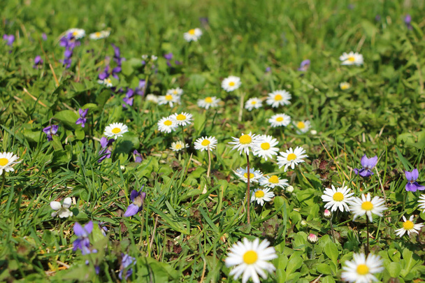 Grass full of ox-eye daisy - also oxeye daisy (Leucanthemum vulg - Photo, Image