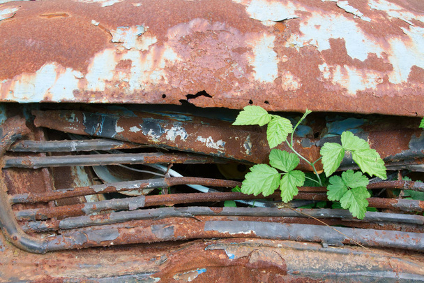 old rusty car at garden - Photo, Image