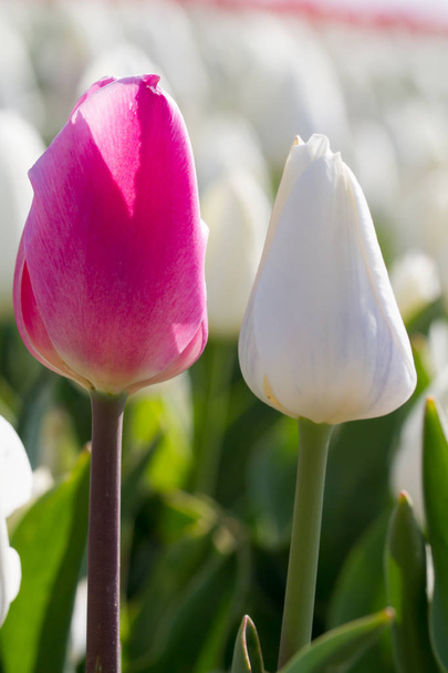 tulipán. Színes tulipánok a kert - Fotó, kép