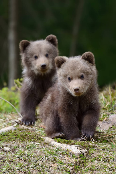 Brown bear cub - Fotografie, Obrázek